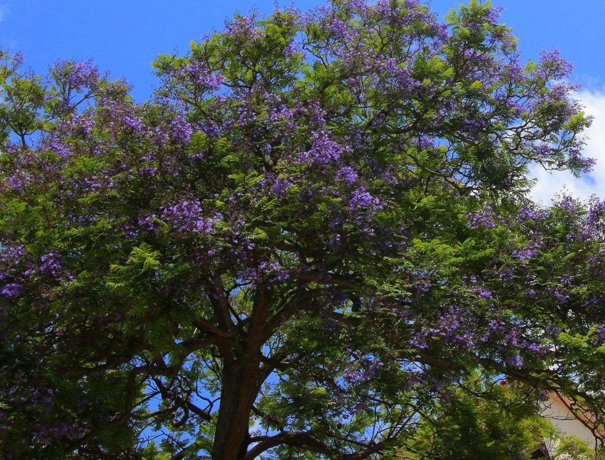 Quinta Araucaria Funchal Lejlighed Funchal  Eksteriør billede